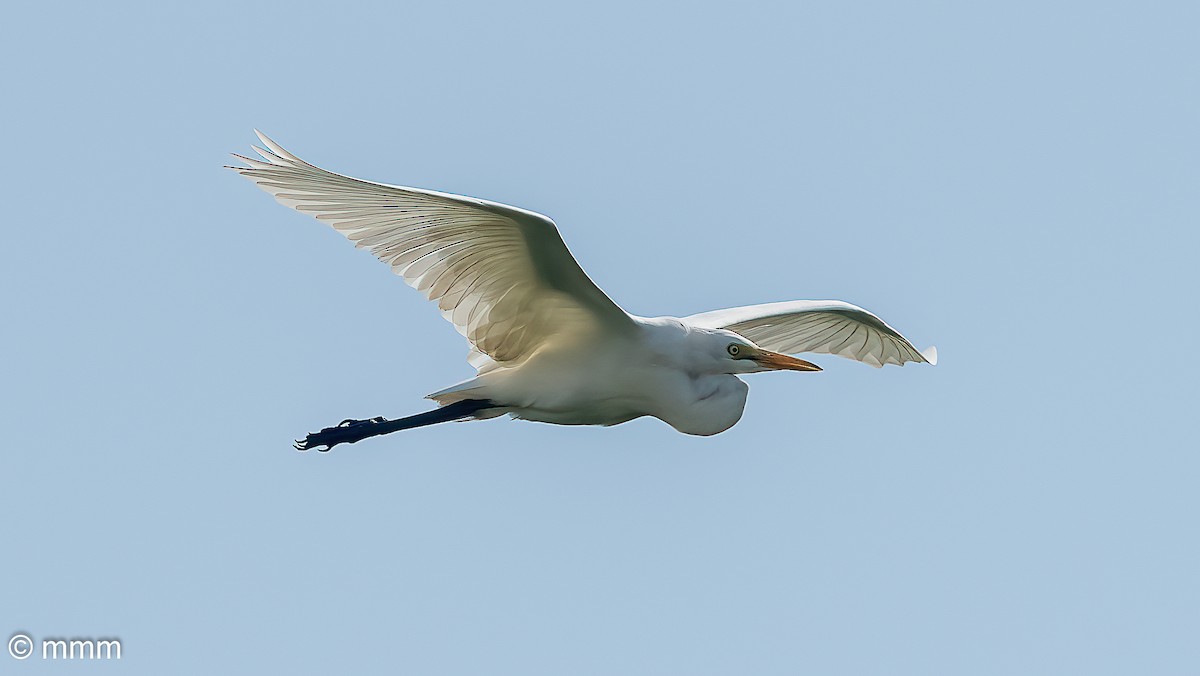 Western Cattle-Egret - ML646627196