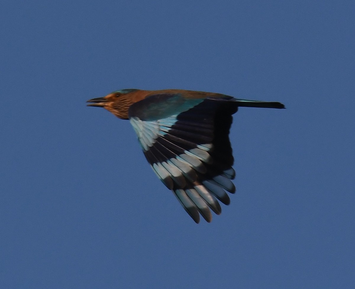 Indian Roller - ML646627197