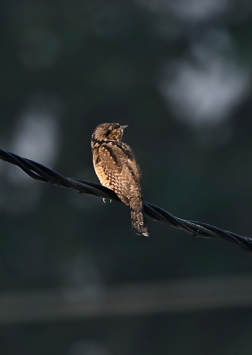 Eurasian Wryneck - ML646627198