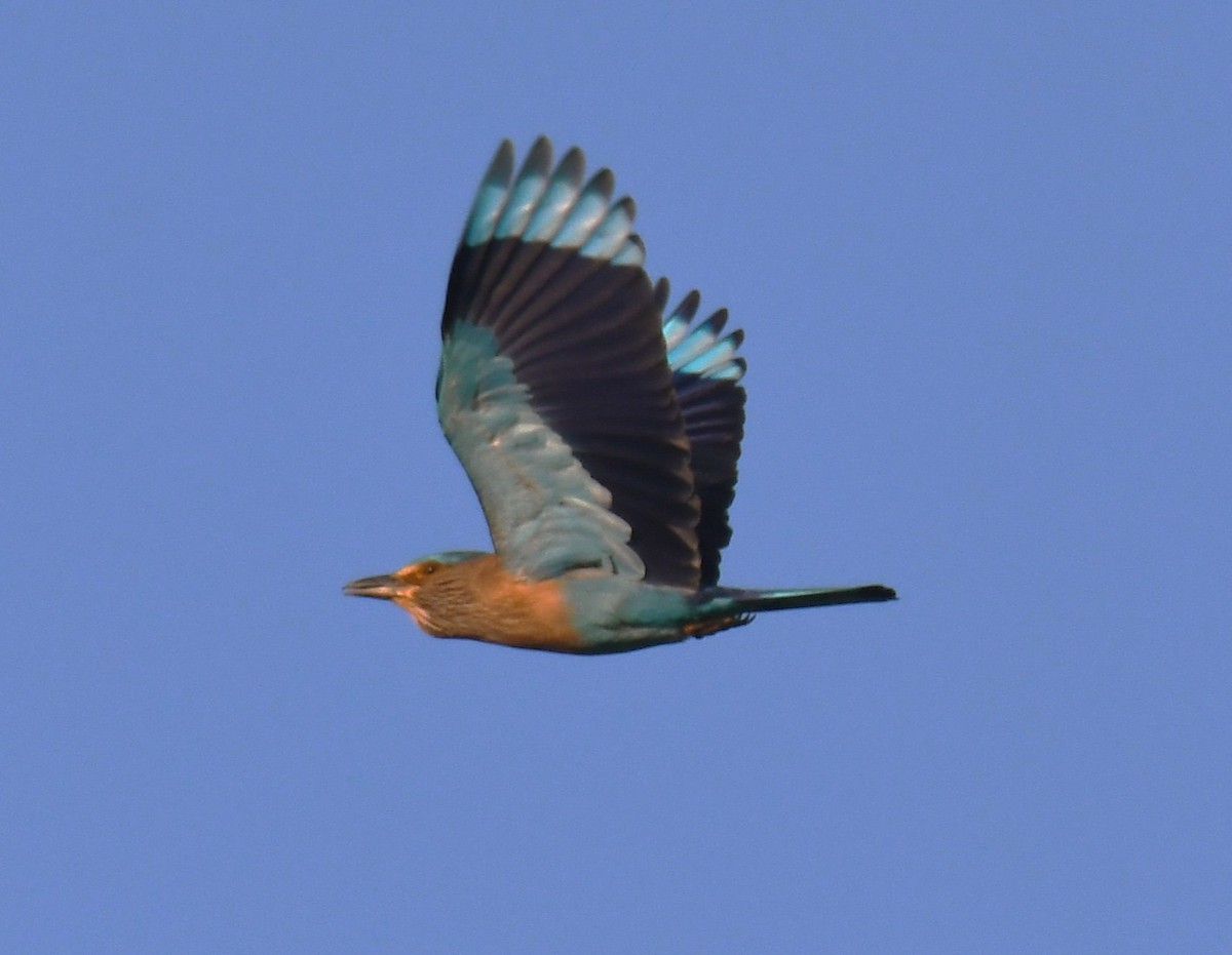 Indian Roller - ML646627199