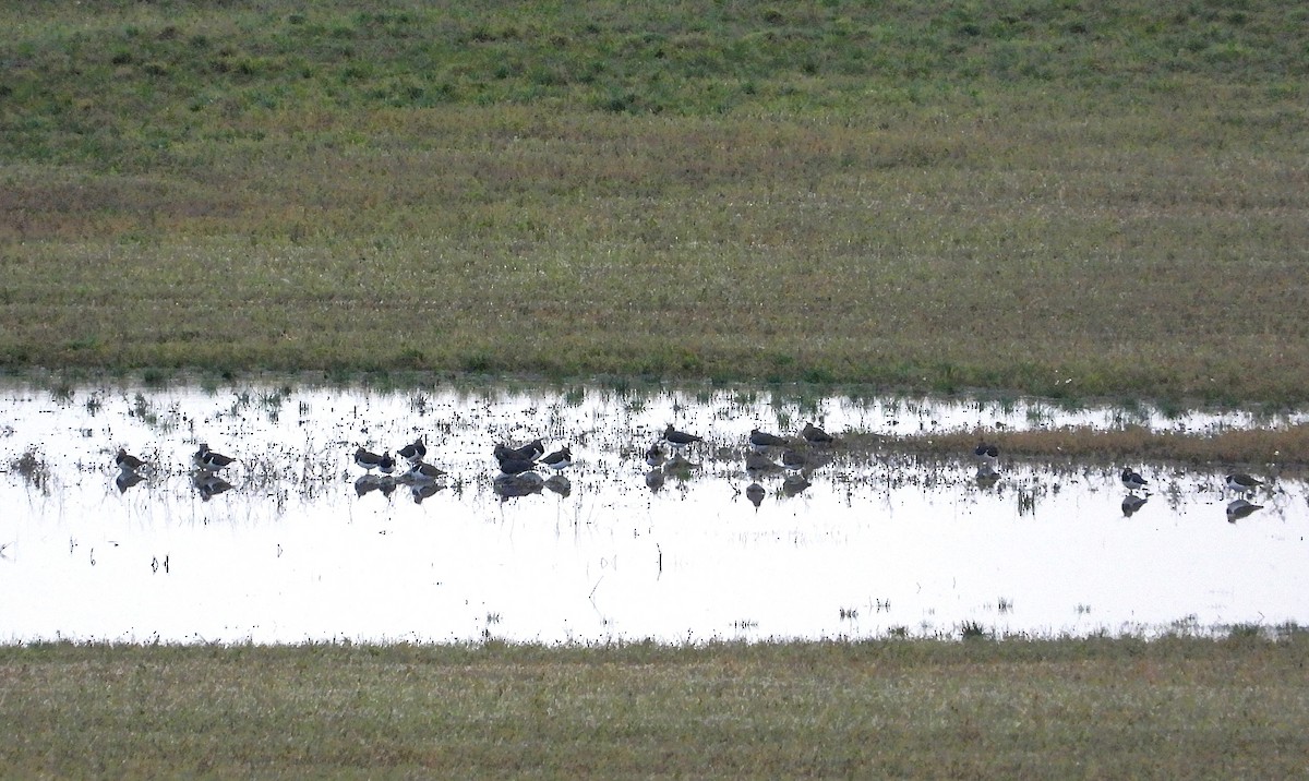 タゲリ - ML646627201