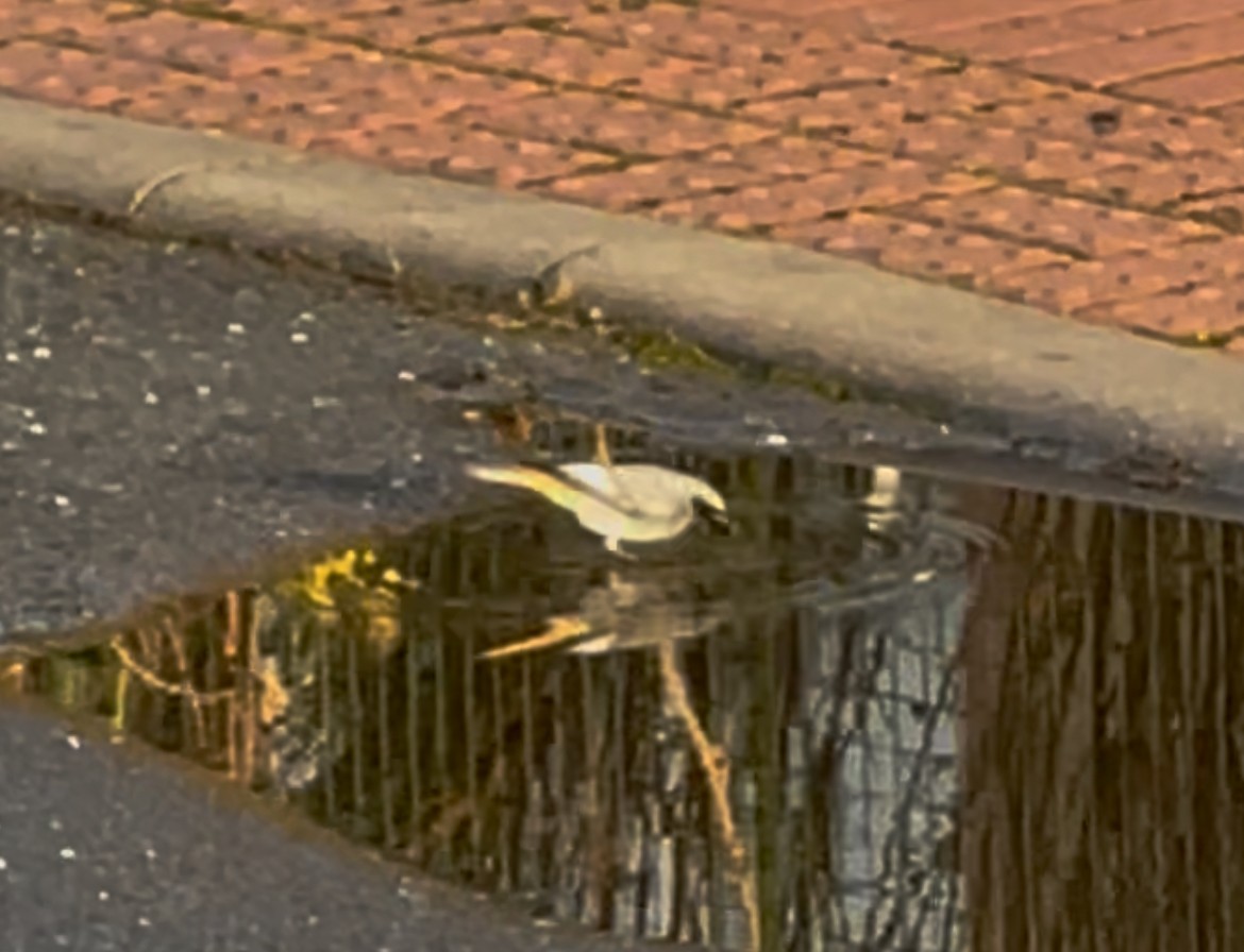 クロジョウビタキ - ML646627202