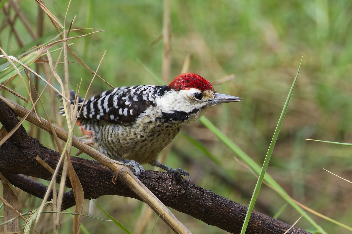 Дятел цятковановолий - ML646627203