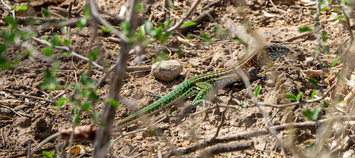 Four-toed Tegu - ML646627204