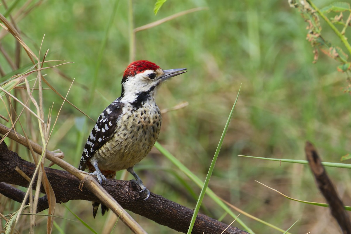 Дятел цятковановолий - ML646627205