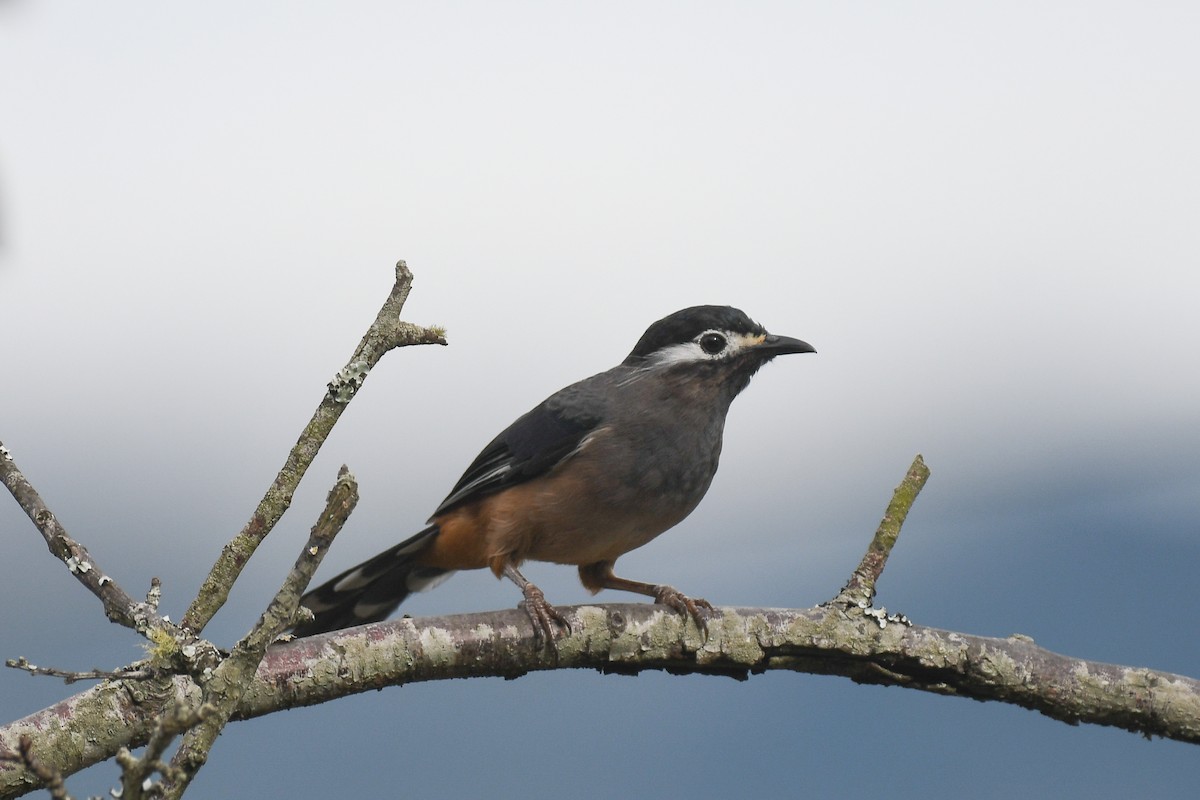 Джоя тайванська - ML646627207