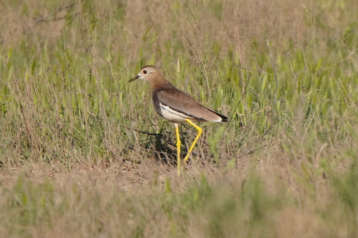 Чайка білохвоста - ML646627211