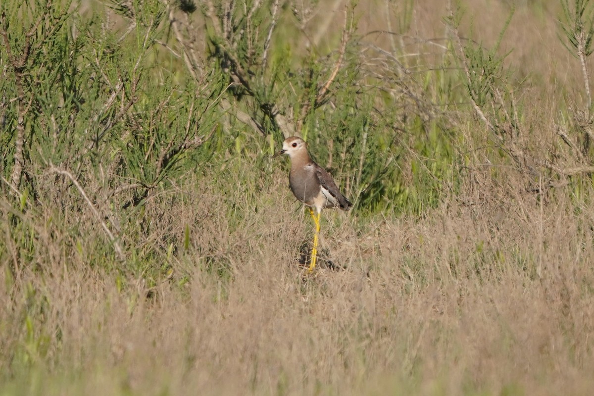 Чайка білохвоста - ML646627212