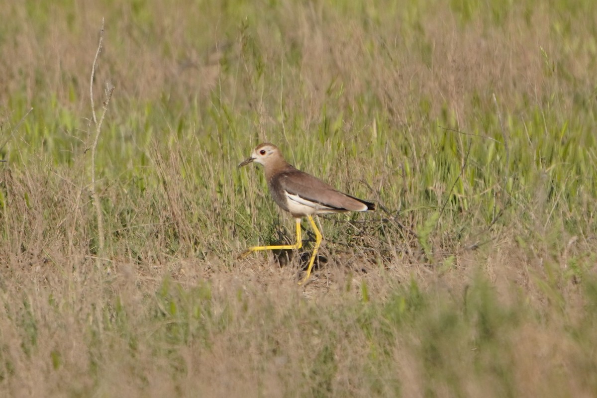 Чайка білохвоста - ML646627213