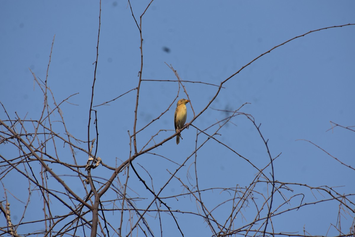 Бая - ML646627214