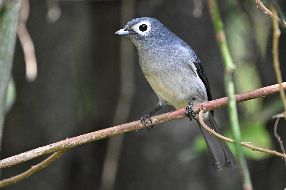 Мухарка сіровола - ML646627215