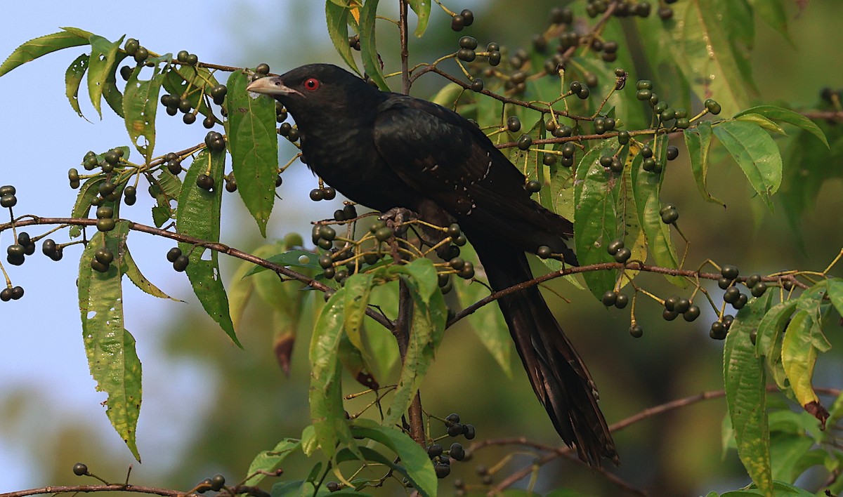 Коель великий - ML646627216