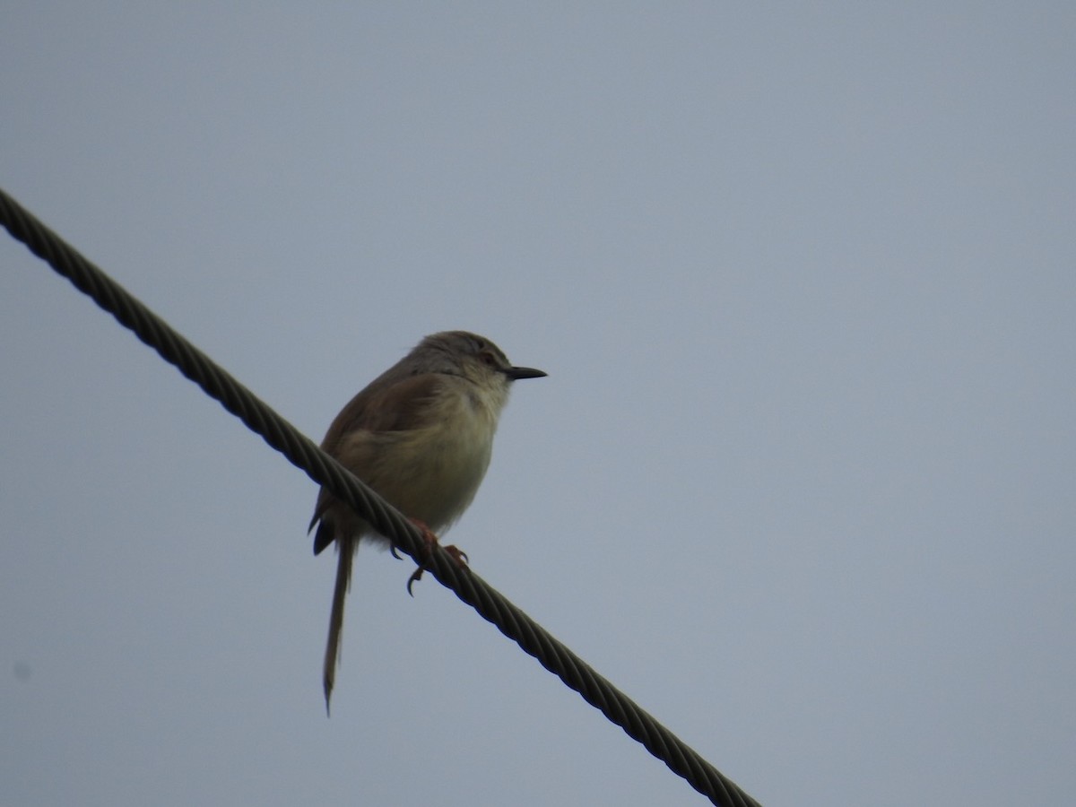 Принія африканська - ML646627218