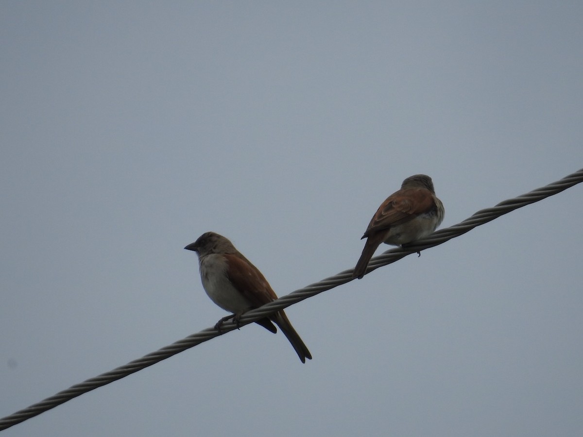 Горобець сіроголовий - ML646627220