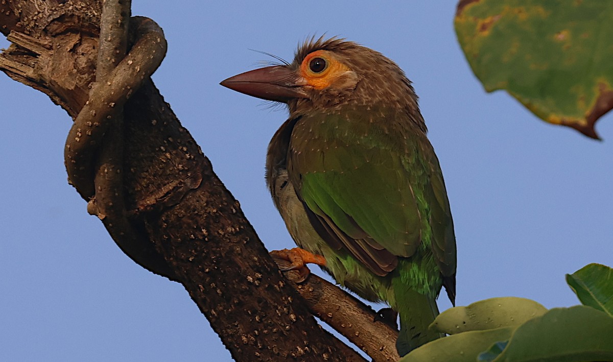 Бородастик ланкійський - ML646627223