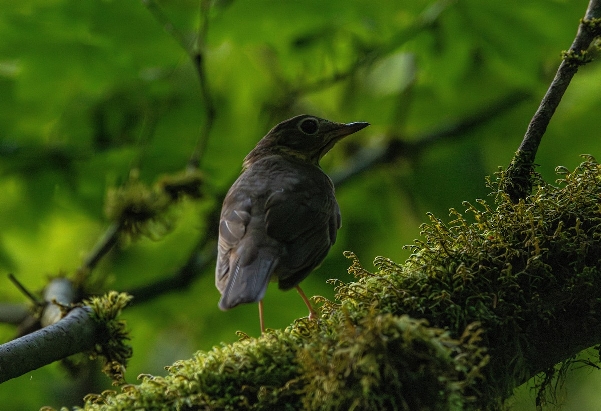 Дрізд-короткодзьоб Cвенсона - ML646627224