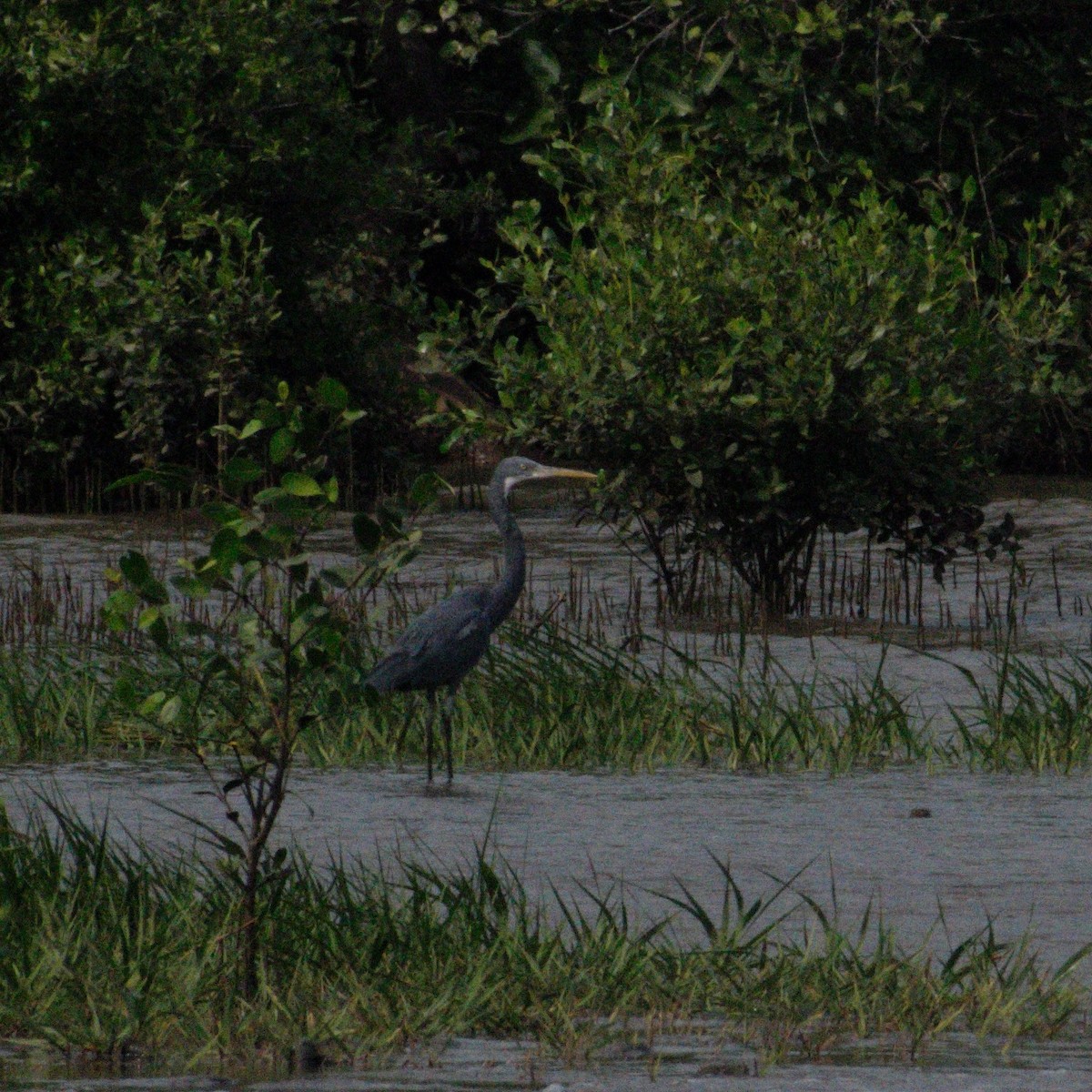 Чапля рифова - ML646627226