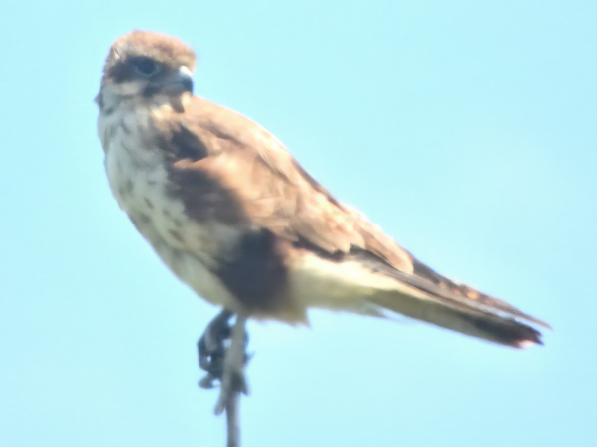 Сокіл бурий - ML646627227