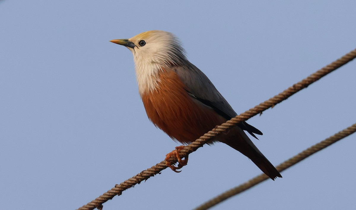 Шпачок малабарський - ML646627228