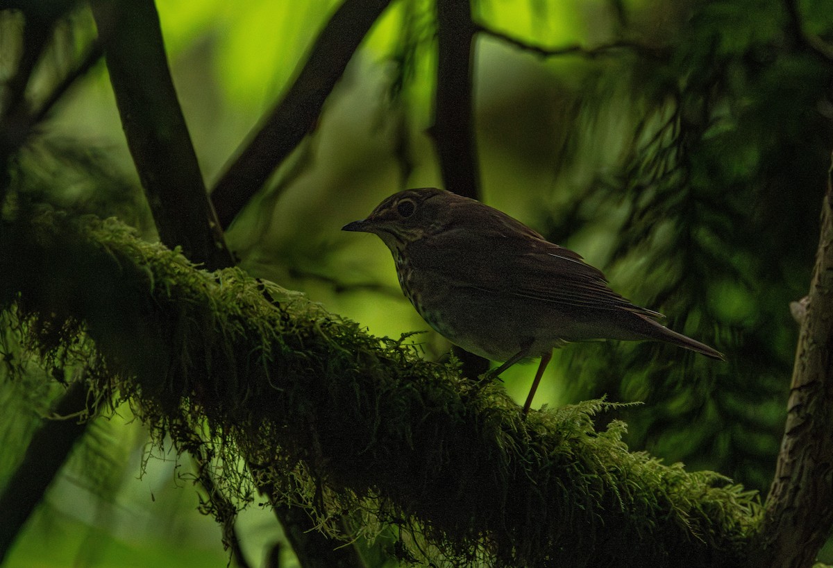 Дрізд-короткодзьоб Cвенсона - ML646627229
