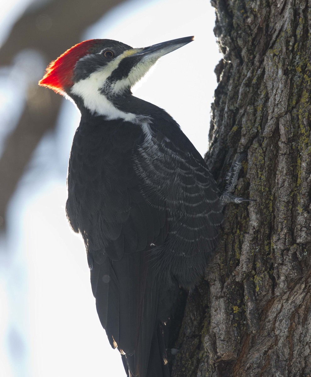 Жовна північна - ML646627230