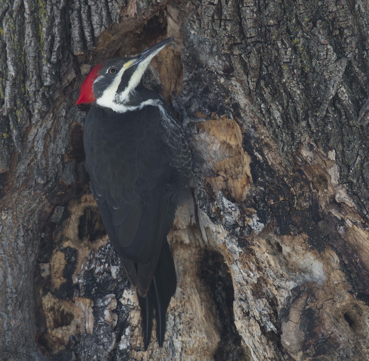 Жовна північна - ML646627231