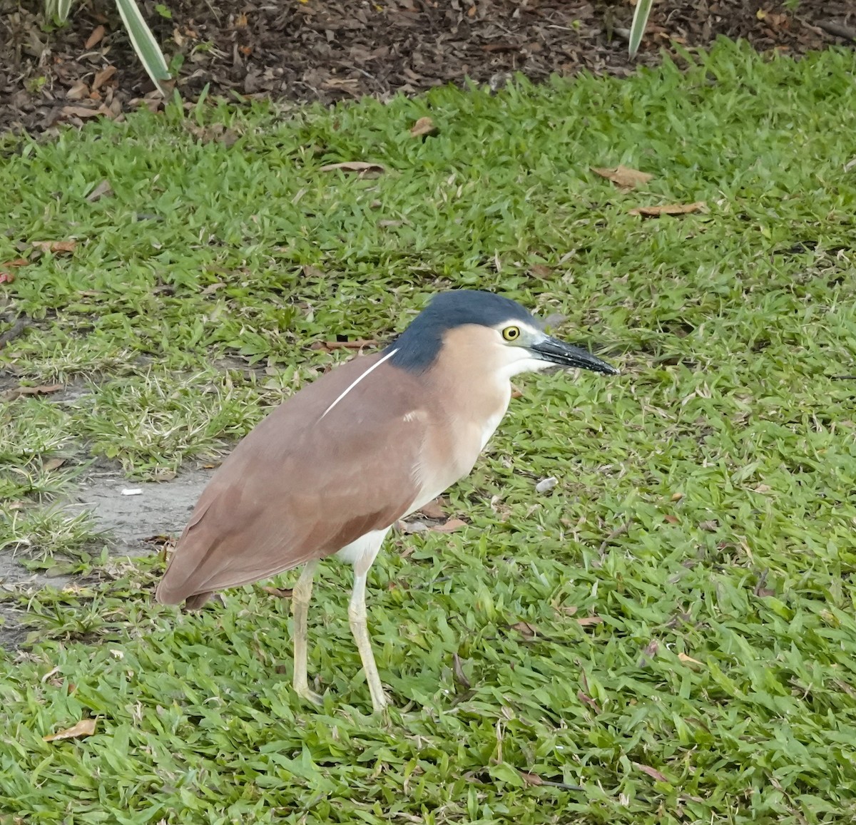 Квак каледонський - ML646627232