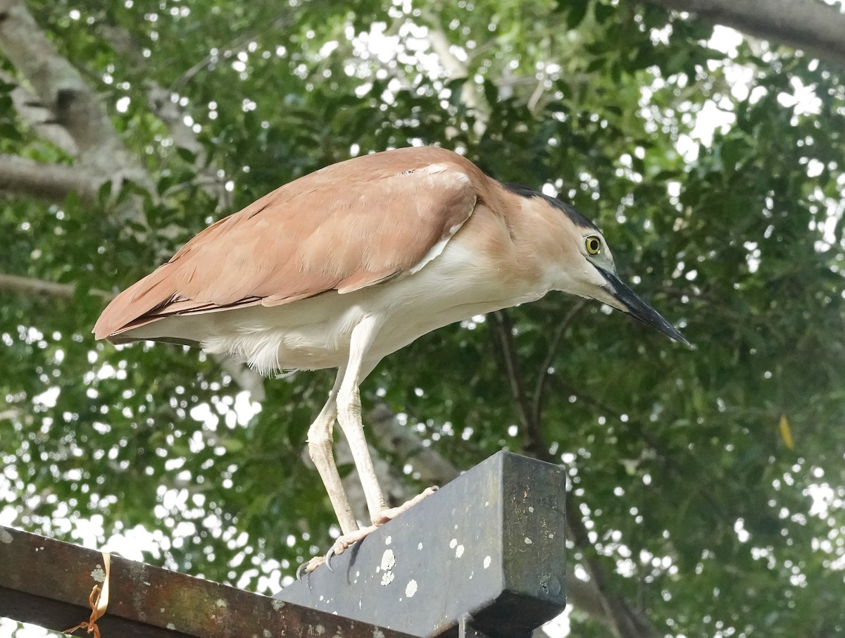 Квак каледонський - ML646627233