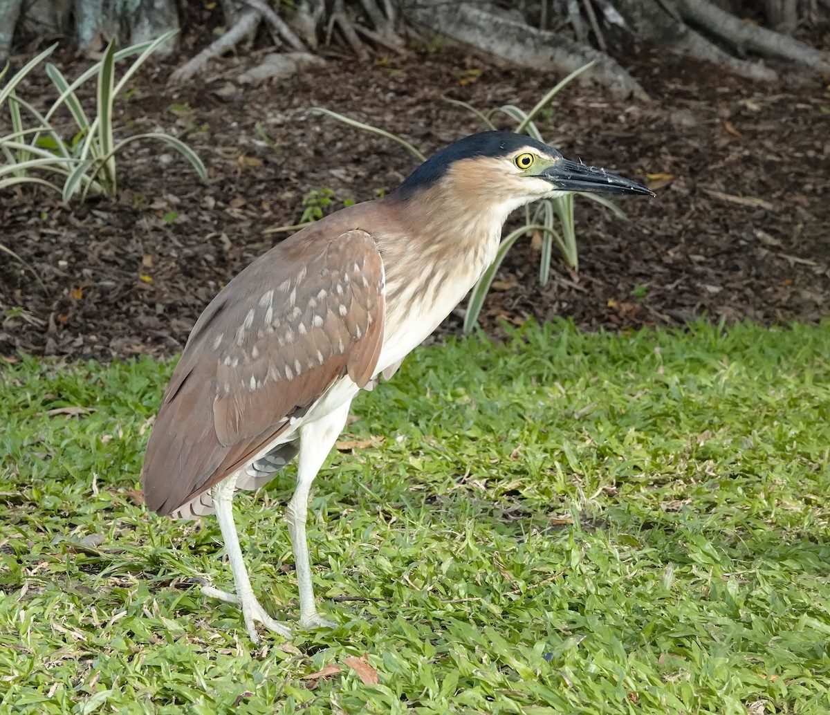 Квак каледонський - ML646627234