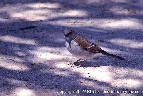 Горобець блідий - ML646627238