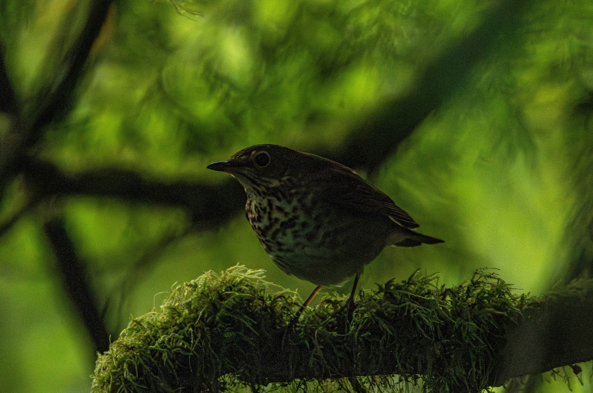 Дрізд-короткодзьоб Cвенсона - ML646627239