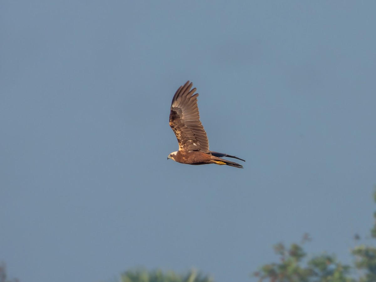 Western Marsh Harrier - ML646627240