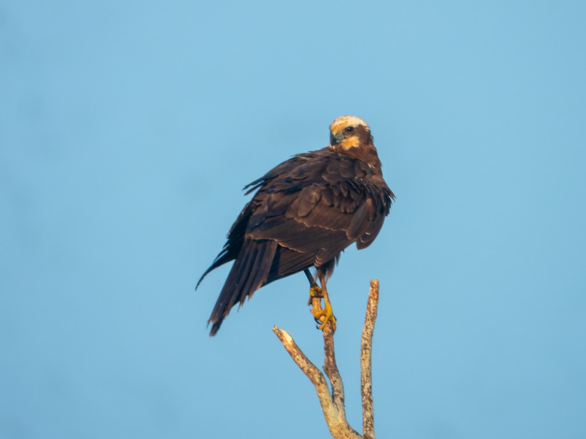 Western Marsh Harrier - ML646627241