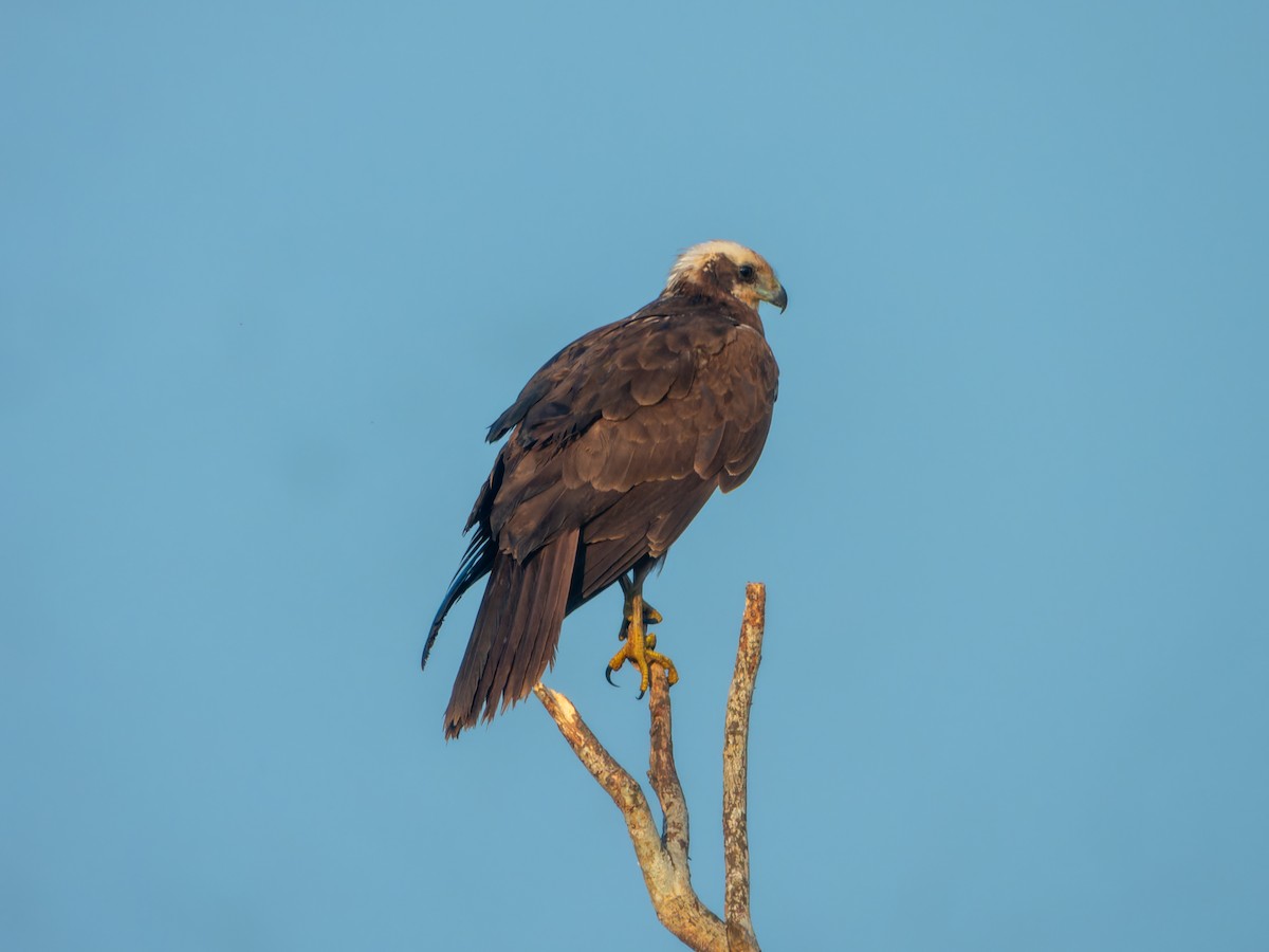 Western Marsh Harrier - ML646627242