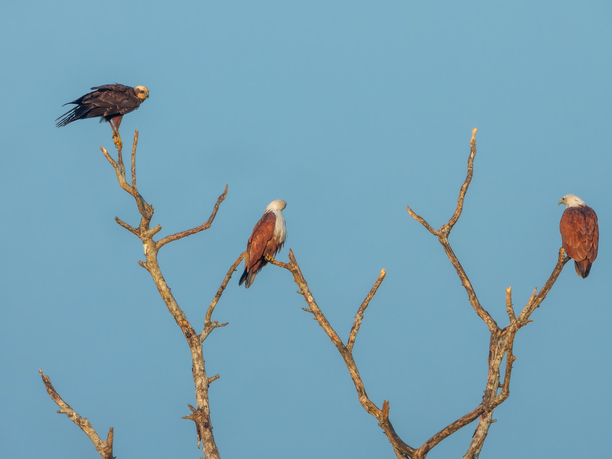 Western Marsh Harrier - ML646627243