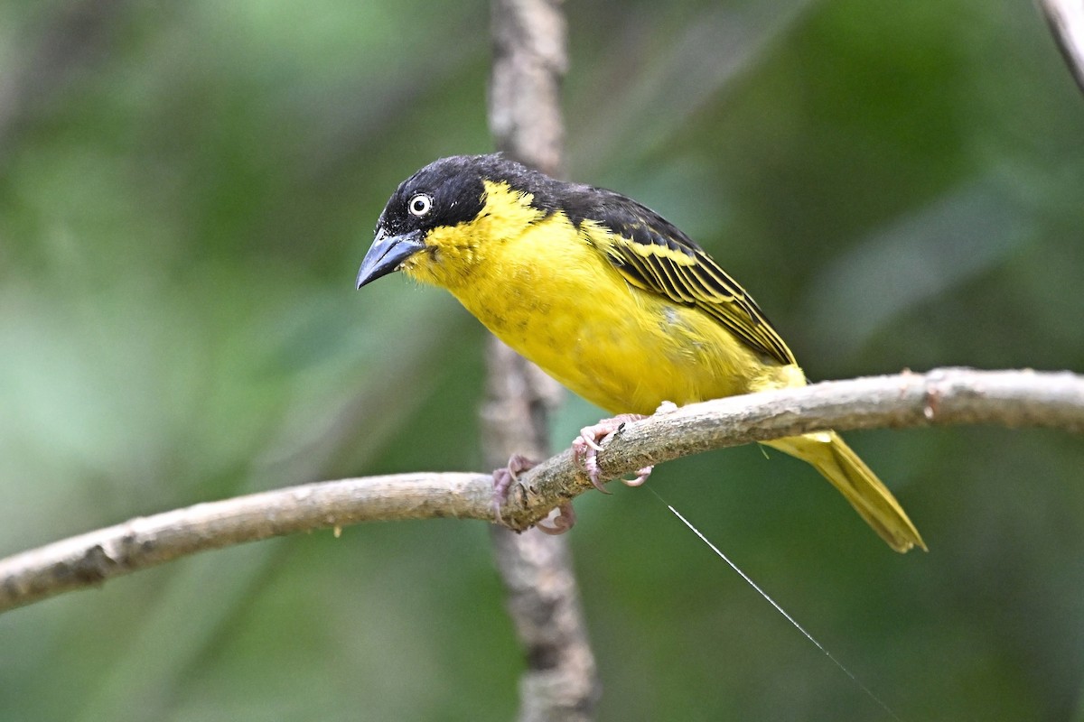 Baglafecht Weaver - ML646627245