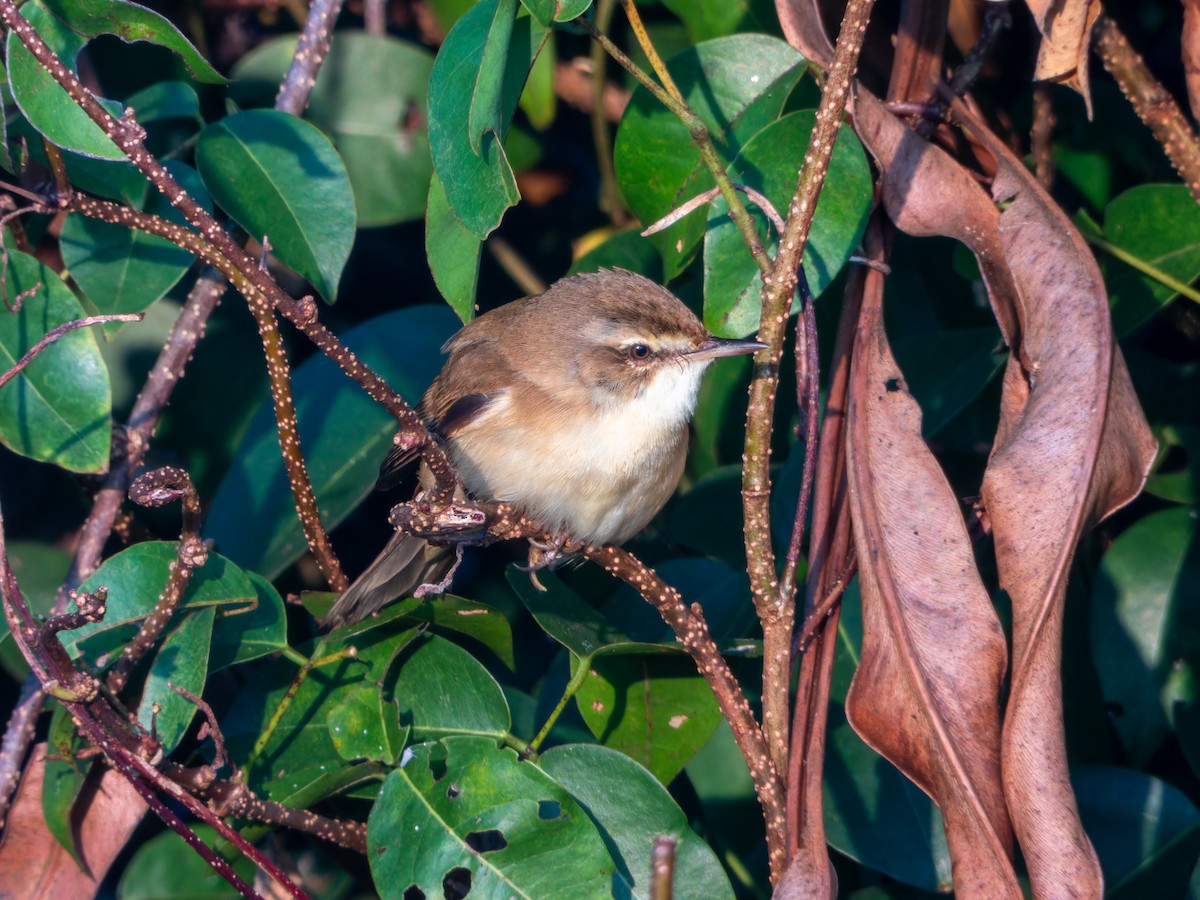 Paddyfield Warbler - ML646627246