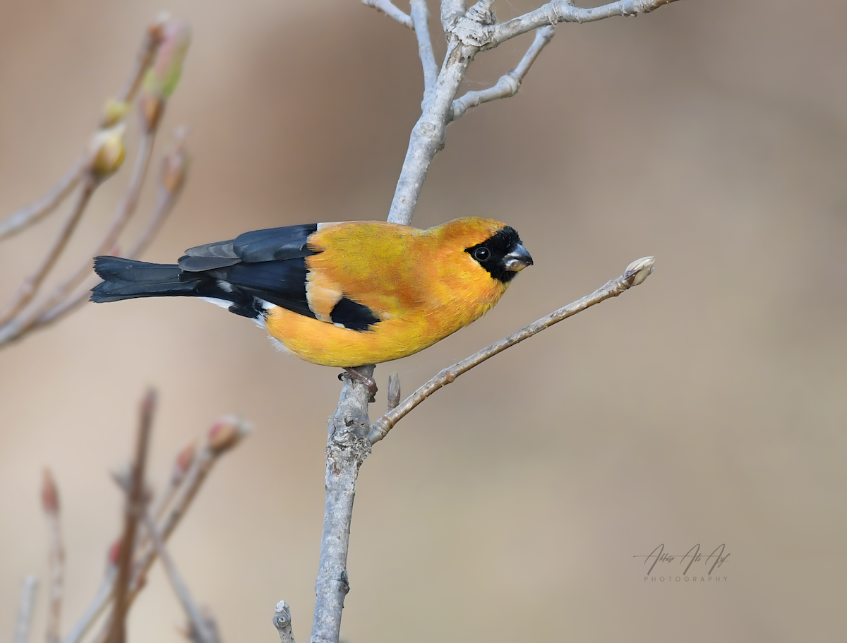 Orange Bullfinch - ML646627251