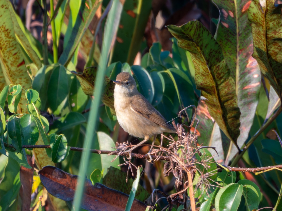Blyth's Reed Warbler - ML646627255