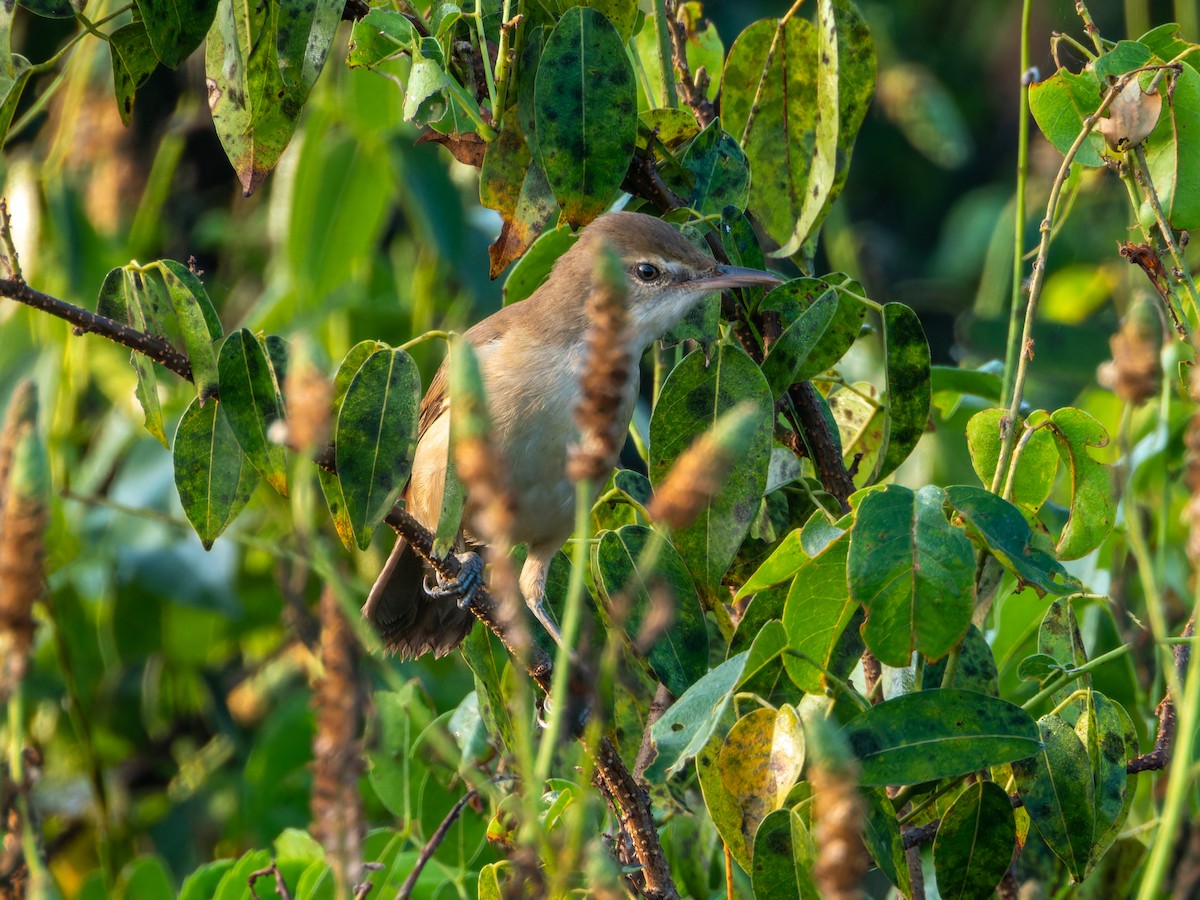 קנית אפריקנית - ML646627257