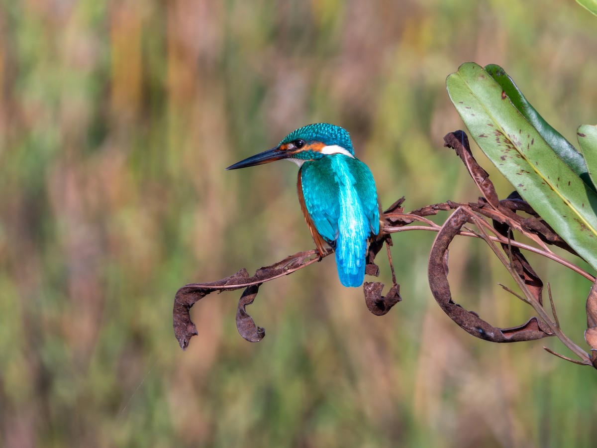 Common Kingfisher - ML646627259