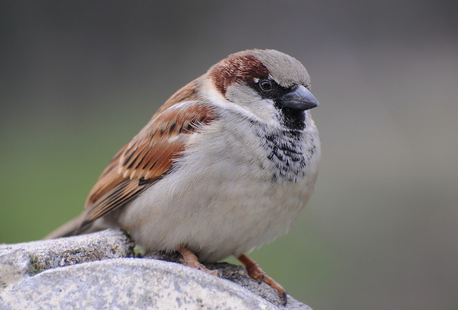 Passera oltremontana - ML646627262