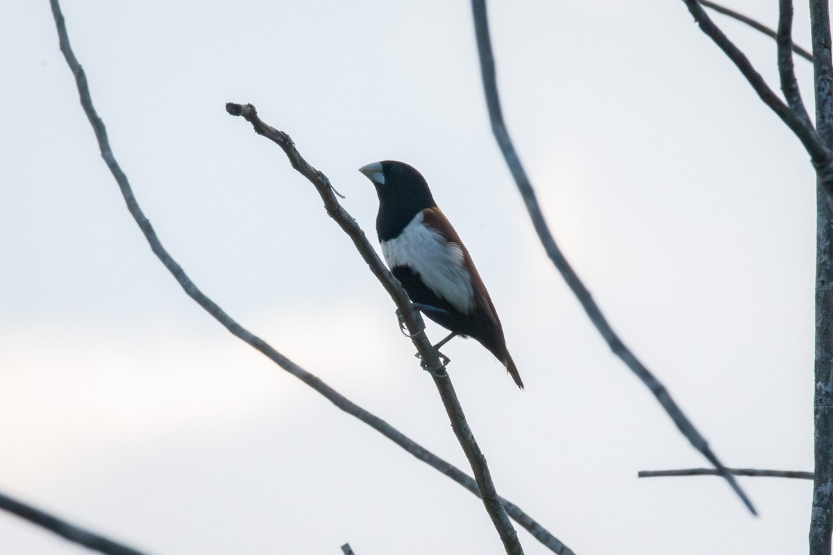 Dreifarbnonne - ML646627263