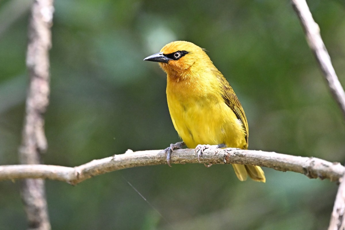 Spectacled Weaver - ML646627264