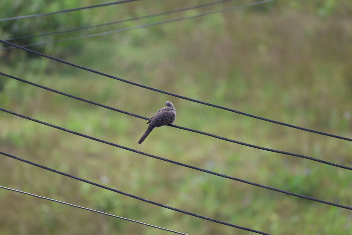 珠頸斑鳩 - ML646627265