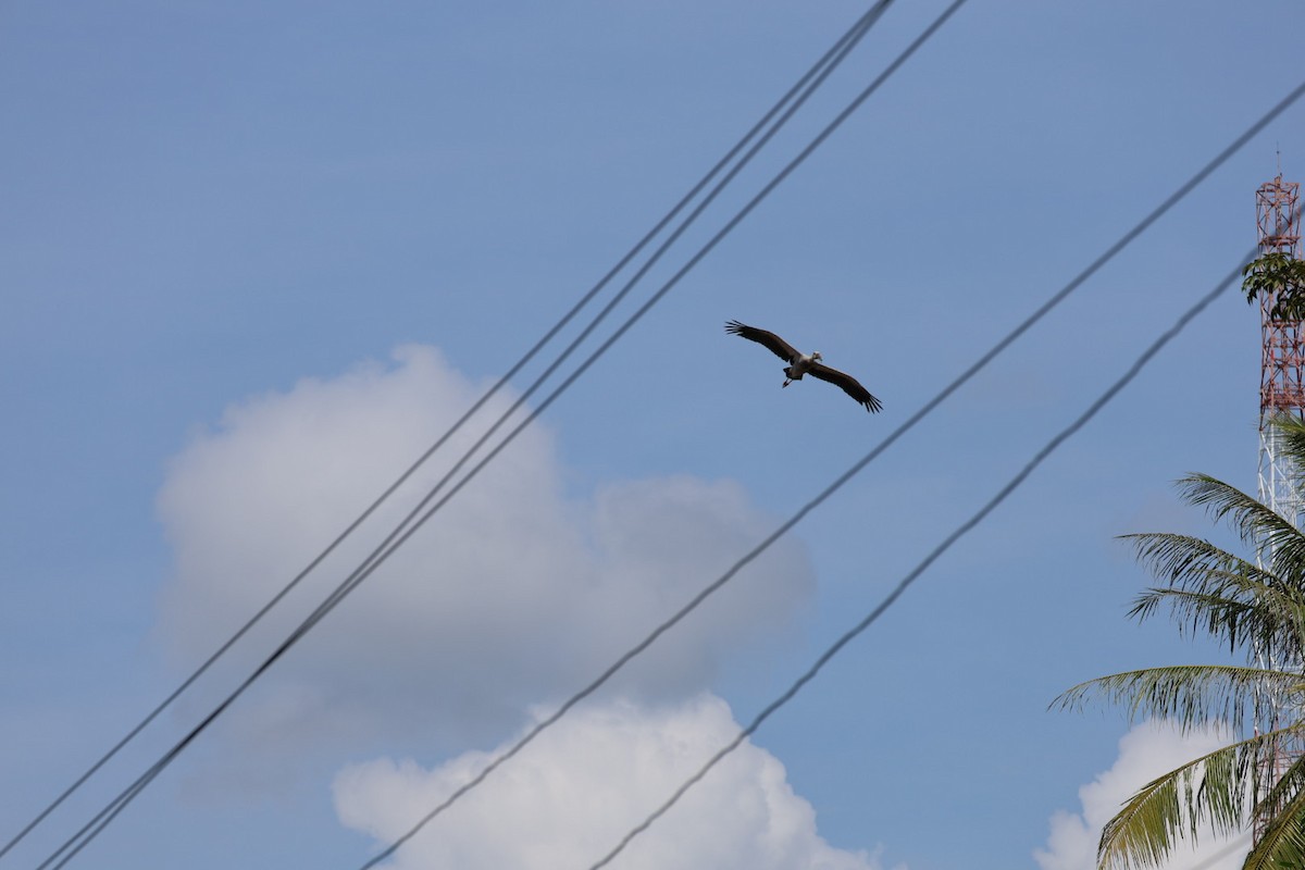 Asian Openbill - ML646627270