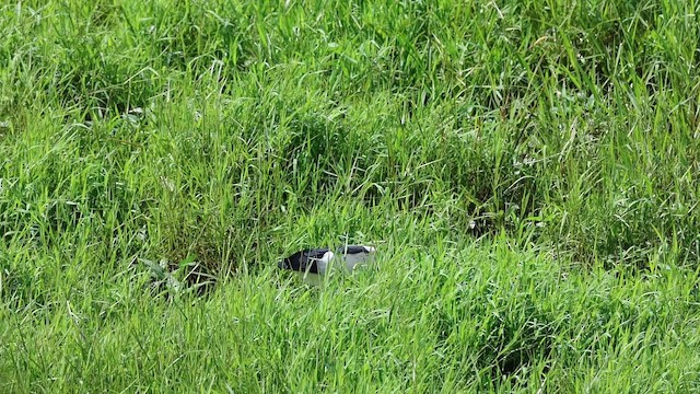 Asian Openbill - ML646627271