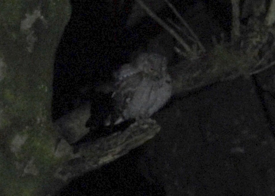 Eurasian Scops-Owl - ML646627274