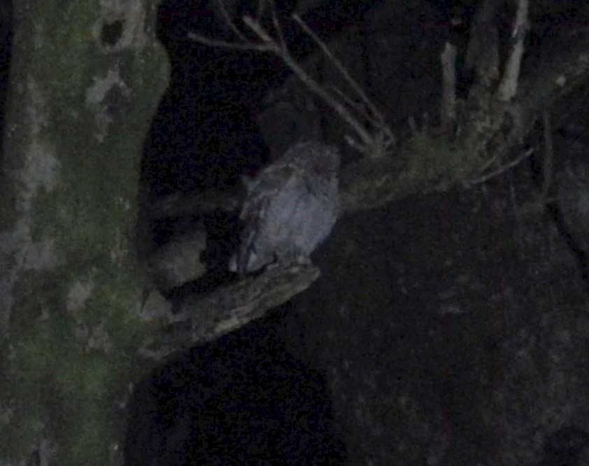 Eurasian Scops-Owl - ML646627275