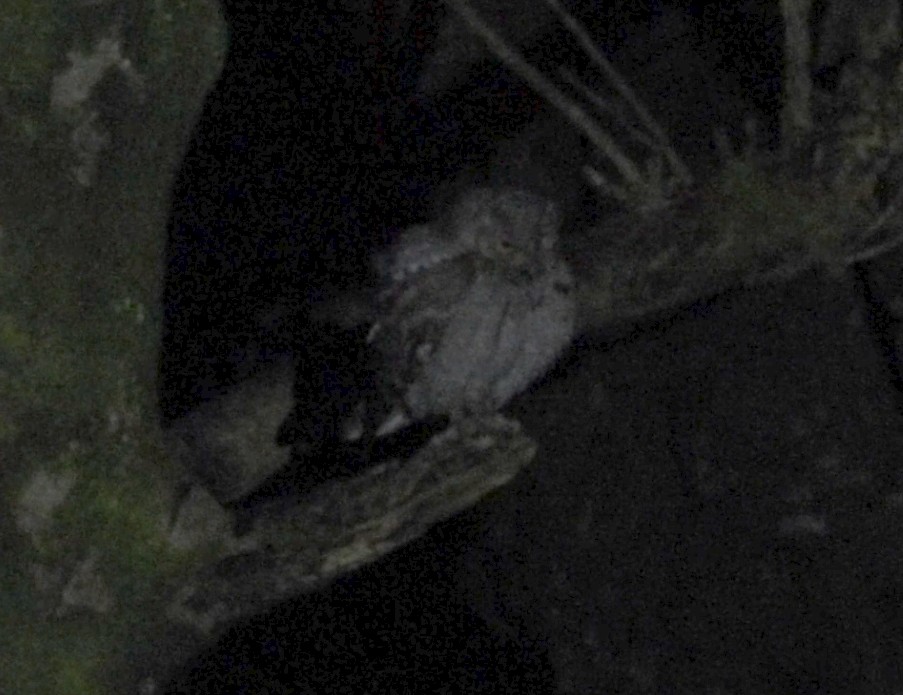 Eurasian Scops-Owl - ML646627276